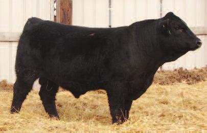 11 127 71 BTS Eight Ball 111Y is out of our new herd sire Eight Ball. Check out 111Y data, 87# adj. birth weight and 735 Adj. weaning, with ratios of 105 and 103.