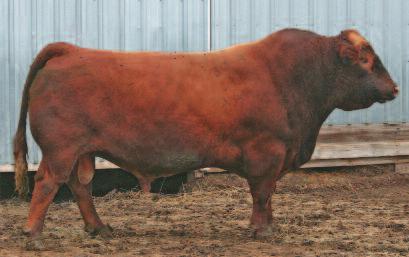 48 104 71 This is the first year that we have used THSF Freedom and what a set of bulls he has sired. This Red Freedom son has herd bull written all over it.