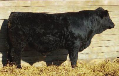 41 116 61 This Superior son out of a Rib Eye daughter will add pounds to your calves. He is very long made with a big hip. His mother has been a very consistent producer in our program.