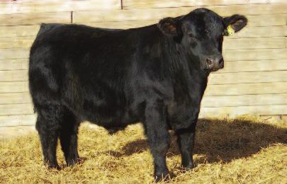04 87 66 This Outback exhibits as much power and internal dimension as any in the sale. Not much that needs to be said on this guy. Performance cow bull.