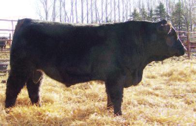 57 116 72 This Red Freedom son has herd bull wrote all over it. Good frame Long bodied and lot s of growth. He is made right and ready to go to work for you. He will be tested for Homo Polled.