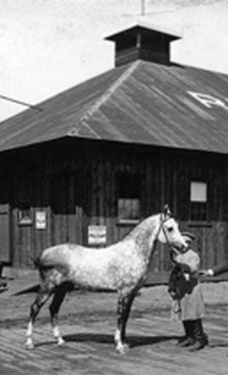 The first significant breeder in the United States was A. Keene Richard, who imported stallions and mares from the desert in the 1850s. Unfortunately, his breeding herd did not survive the Civil War.