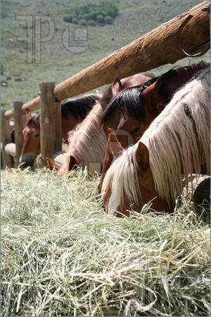 Horses Daily Food Needs 14#/day hay for horse or