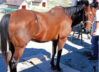 Sore back Caused by poor grooming or poor placement of saddle or blanket