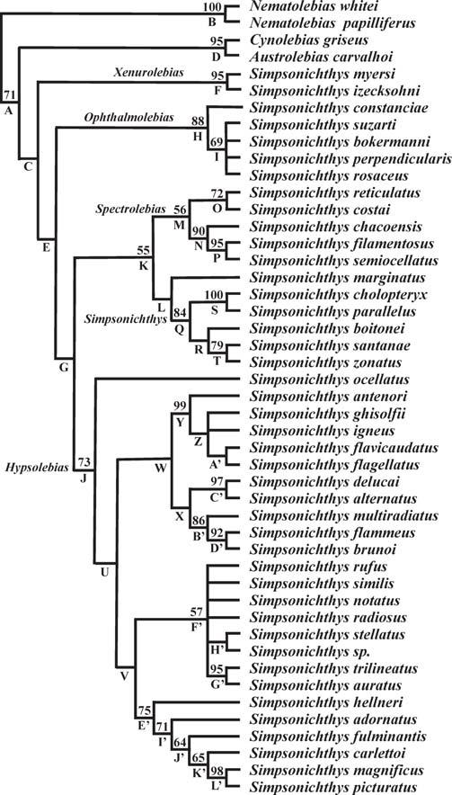 16 Phylogenetic relationships of the Neotropical genera Nematolebias and Simpsonichthys Included taxa. Five subgenera and 43 species, listed below. Distribution.
