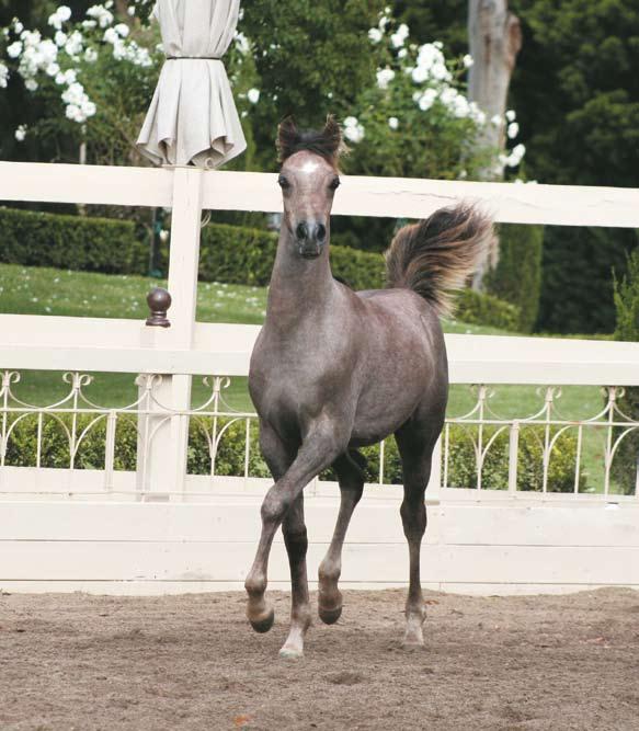 PERHAPS ORASHAN'S GREATEST CONTRIBUTION IS HIS ABILITY AS ONE OF THE GREAT EGYPTIAN ARABIAN BROODMARE SIRES. MANY OF HIS 150 FOALS HAVE BECOME REGIONAL AND NATIONAL CHAMPIONS.