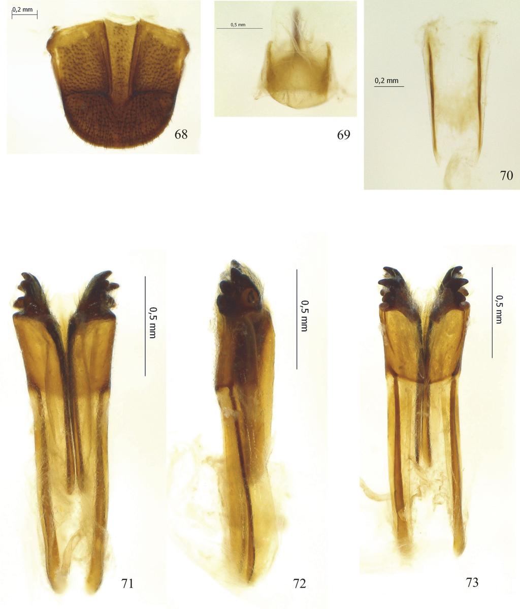 FIGURES 68 73. Hylotribus vidali, female: 68, pygidium; 69, sternite VIII; 70, tergite IX; 71 73, ovipositor: 71, dorsal; 72, lateral; 73, ventral. Remarks.