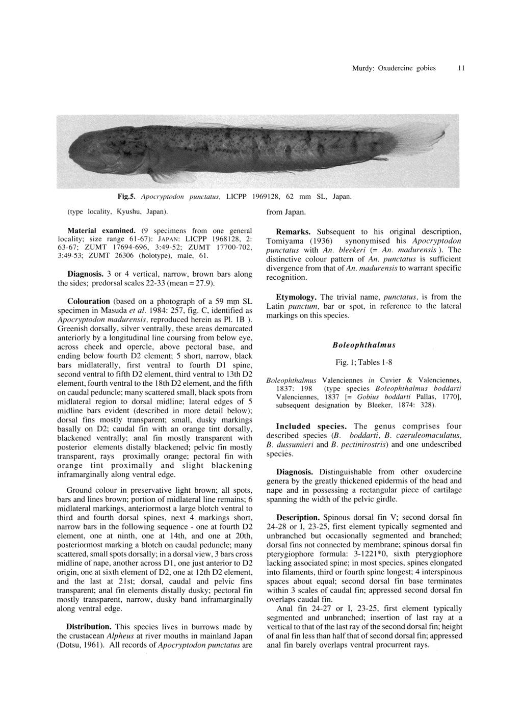 Murdy: Oxudercine gobies 11 Fig.S. Apocryptodon punctatus, LICPP 1969128, 62 mm SL, Japan. (type locality, Kyushu, Japan). Material examined.