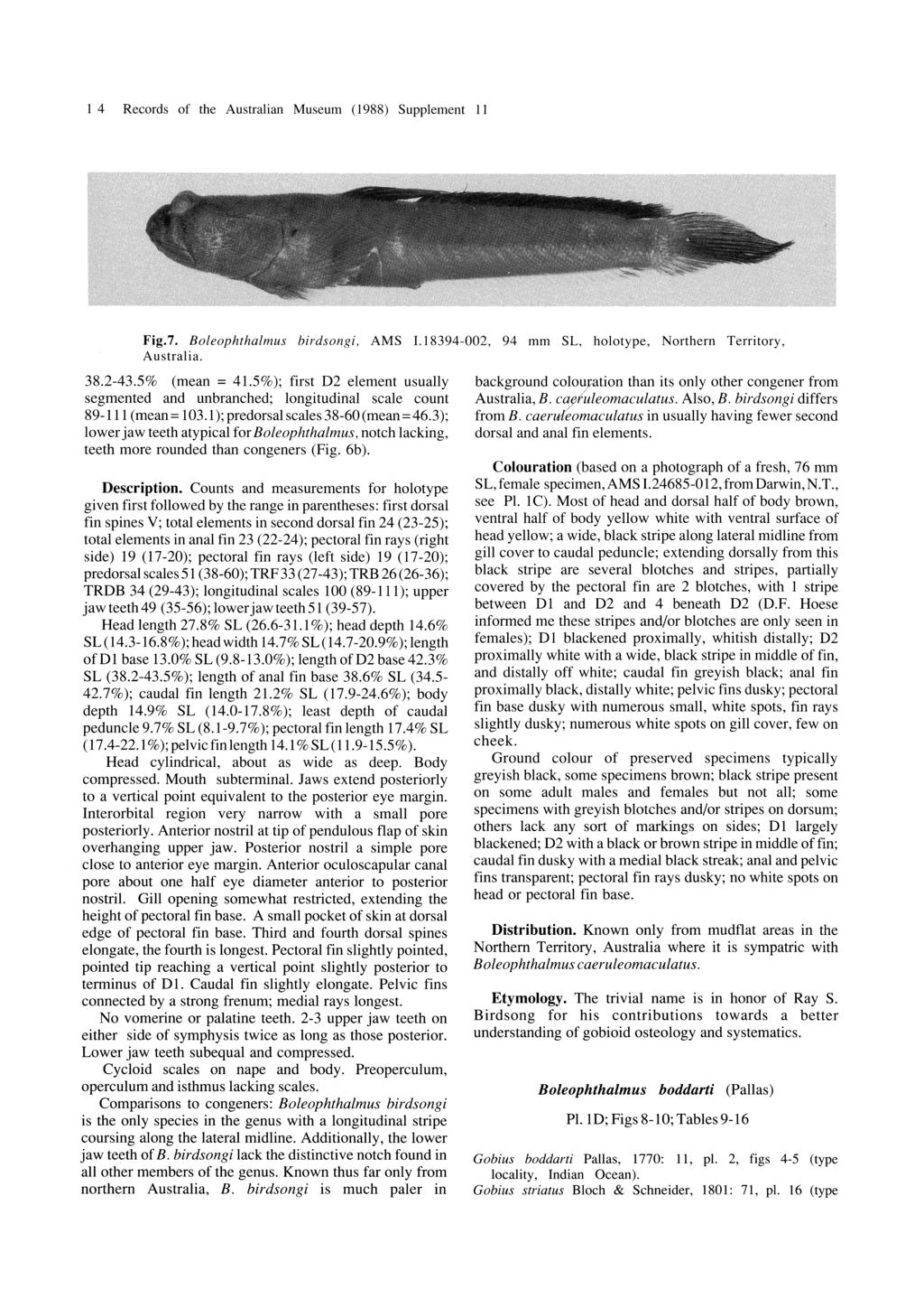 I 4 Records of the Australian Museum (1988) Supplement 11 Fig.7. Boleophthalmus birdsongi, AMS I.18394-002, 94 mm SL, holotype, Northern Territory, Australia. 38.2-43.5% (mean = 4l.