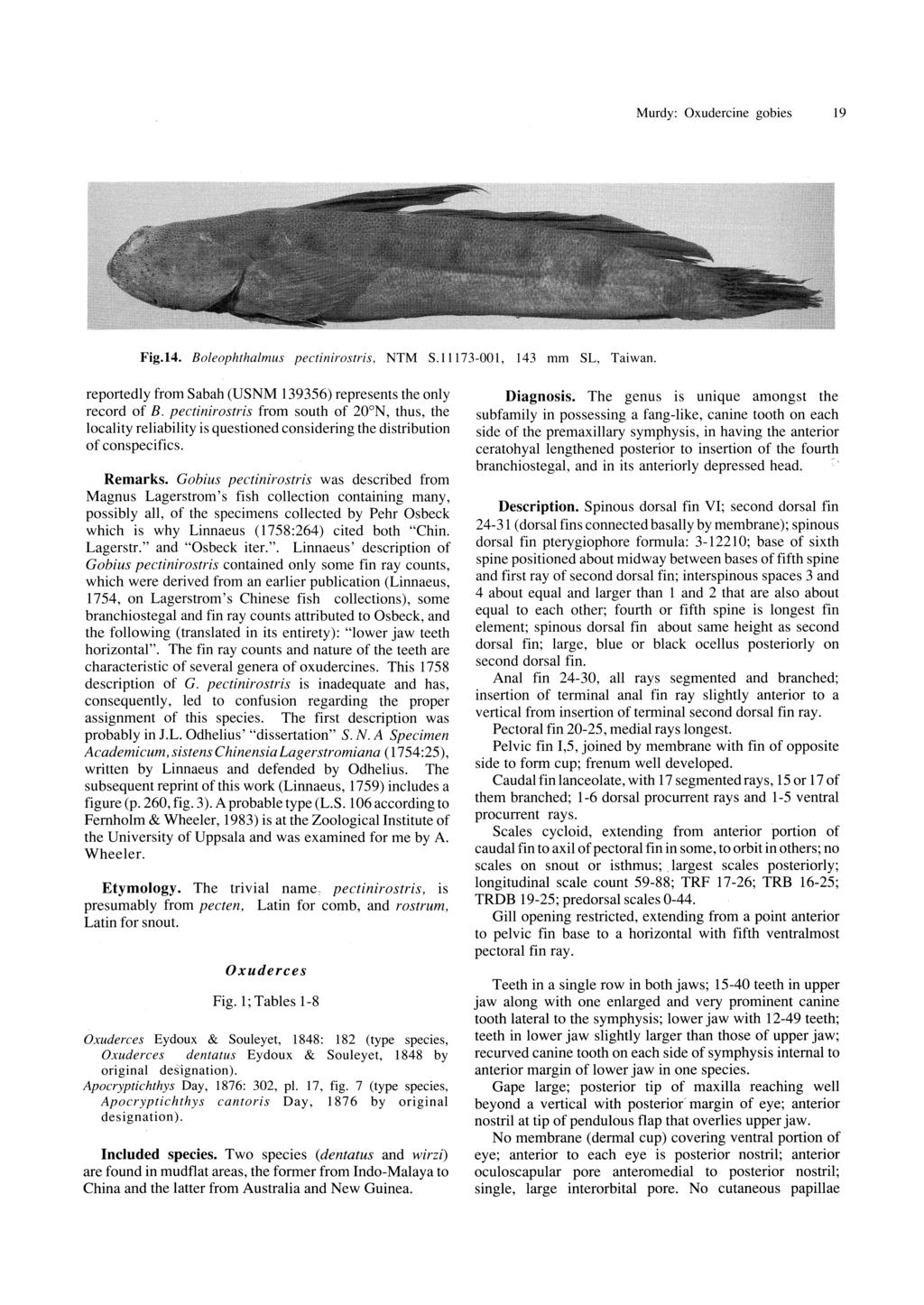 Murdy: Oxudercine gobies 19 Fig.14. Boleophthalmus pectinirostris, NTM S.11173-001, 143 mm SL, Taiwan. reportedly from Sabah (USNM 139356) represents the only record of B.