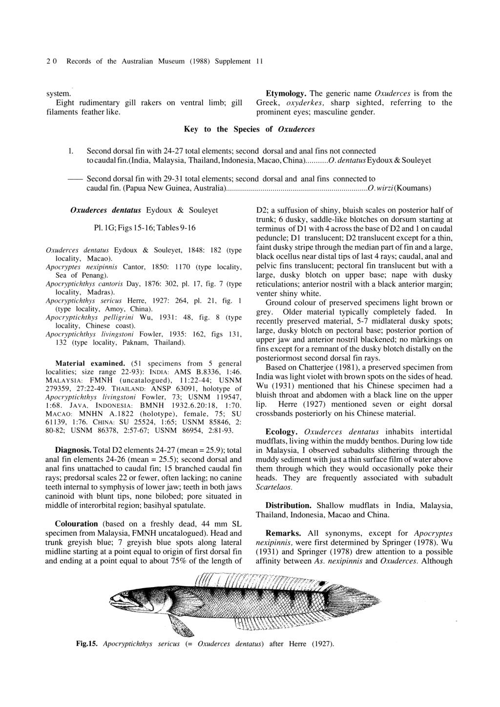 20 Records of the Australian Museum (1988) Supplement 11 system. Eight rudimentary gill rakers on ventral limb; gill filaments feather like. Etymology.