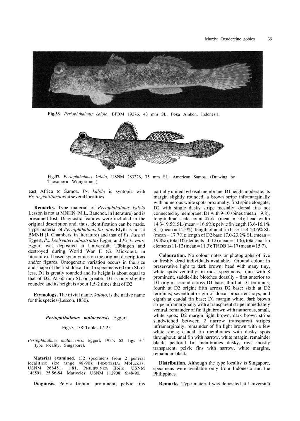 Murdy: Oxudercine gobies 39 Fig.36. Periophthalmus kalolo. BPBM 19276, 43 mm SL, Poka Ambon, Indonesia. Fig.37. Periophthalmus kalolo. USNM 283226, 75 mm SL, American Samoa.