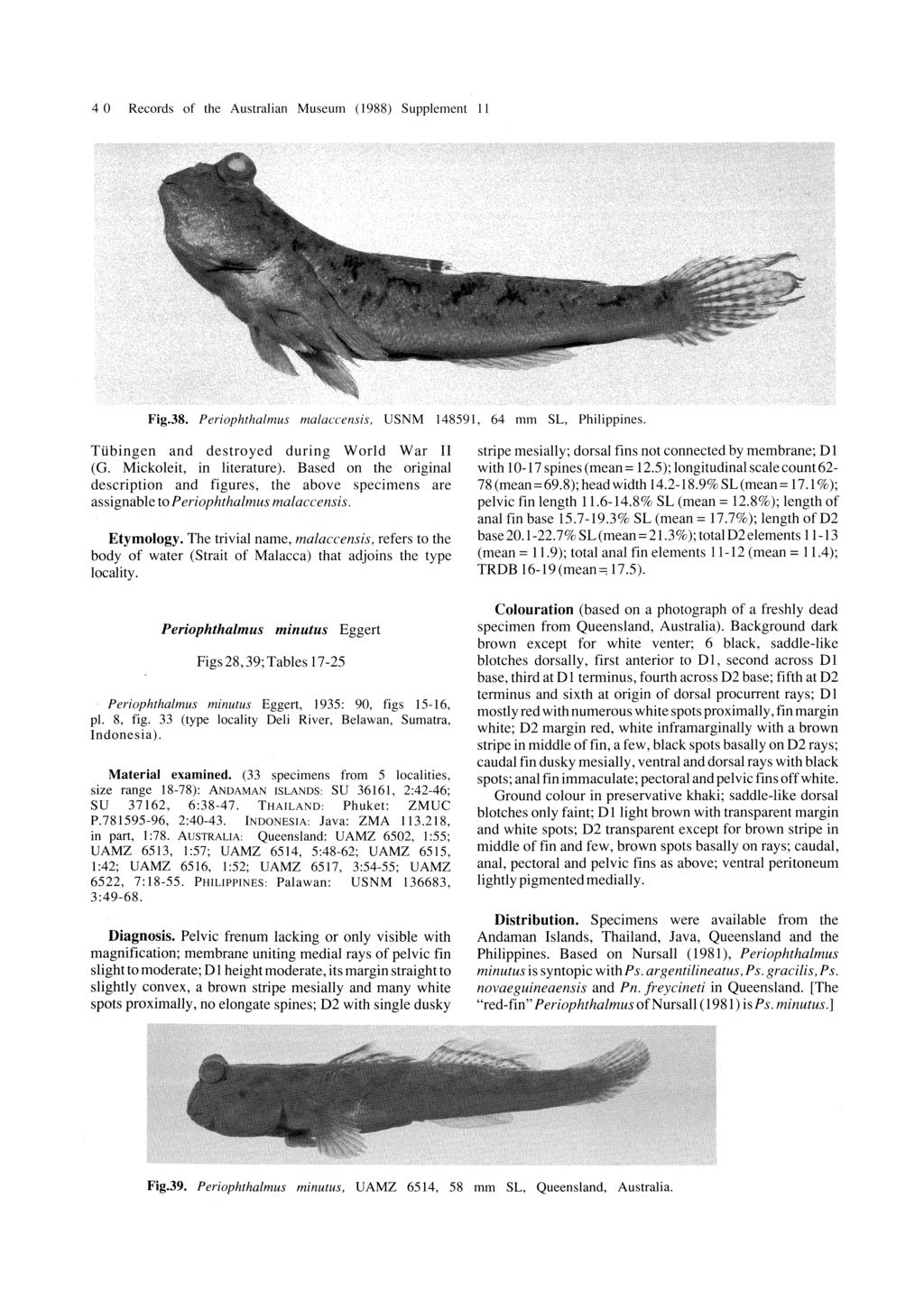 40 Records of the Australian Museum (1988) Supplement II Fig.38.