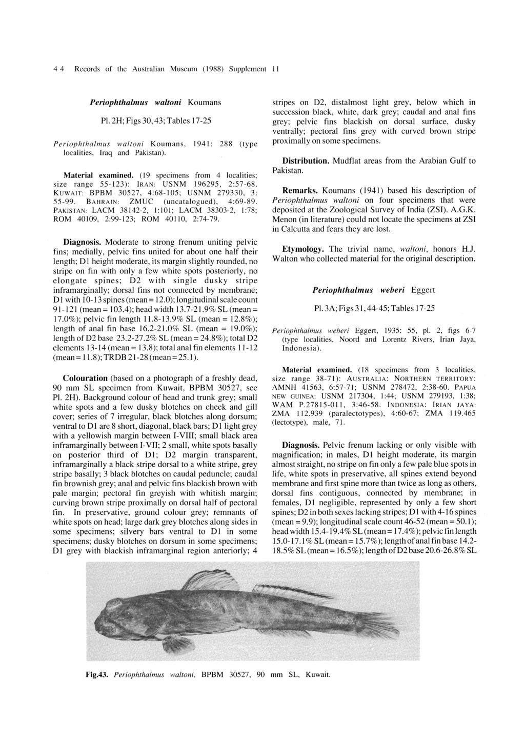 4 4 Records of the Australian Museum (1988) Supplement 11 Periophthalmus waltoni Koumans PI. 2H; Figs 30,43; Tables 17-25 Periophthalmus waltoni Koumans, localities, Iraq and Pakistan).