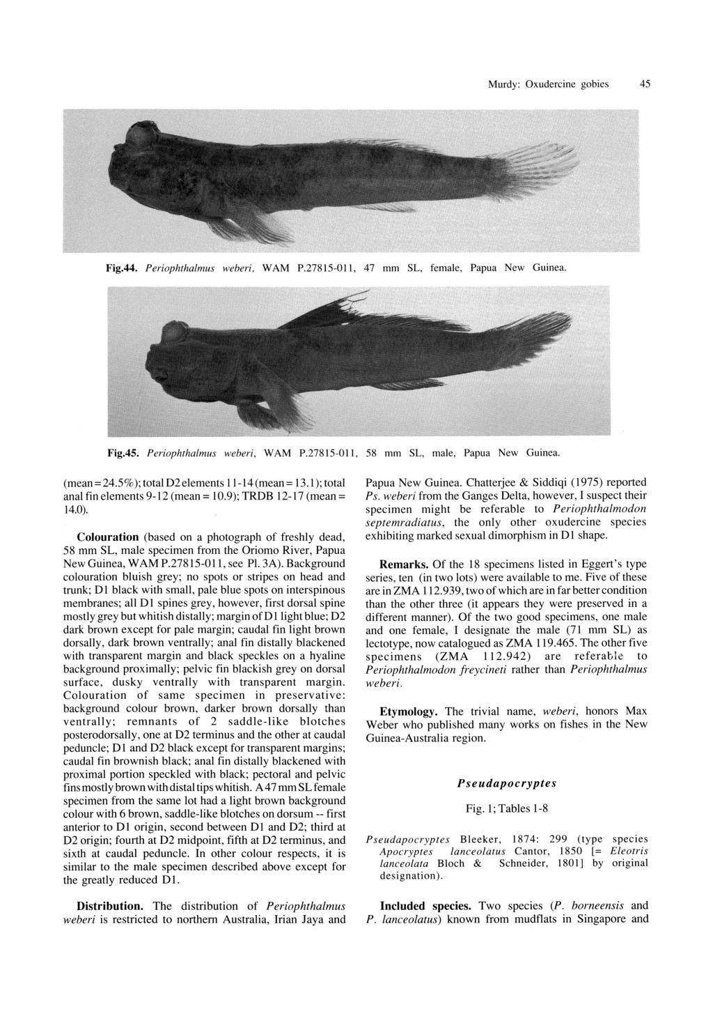 Murdy: Oxudercine gobies 45 Fig.44. Periophthalmus weberi, WAM P.27815-011, 47 mm SL, female, Papua New Guinea. Fig.45. Periophthalmus weberi, W AM P.27815-011, 58 mm SL, male, Papua New Guinea.