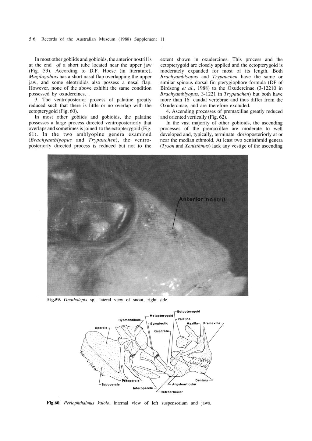 5 6 Records of the Australian Museum (1988) Supplement II In most other gobiids and gobioids, the anterior nostril is at the end of a short tube located near the upper jaw (Fi