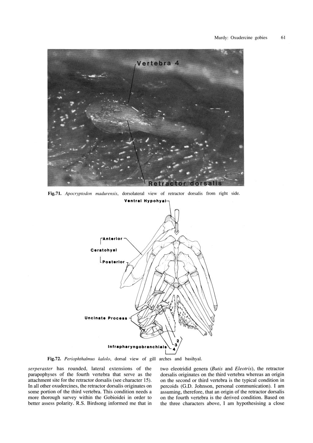 Murdy: Oxudercine gobies 61 Fig.71. Apocryptodon madurensis, dorsolateral view of retractor dorsalis from right side. Ventrel Hypohyel ranterlor Ceretohyel Unclnete Proce ~- I.,' h"'... hlo I~ Fig.72.