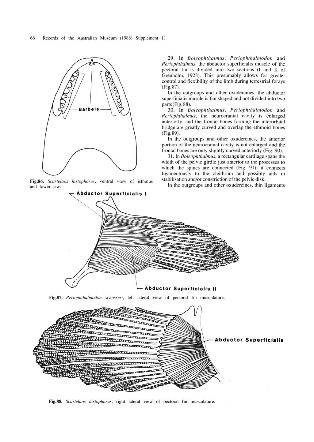 68 Records of the Australian Museum (1988) Supplement 11 Fig.86. Scartelaos histophorus, ventral view of isthmus and lower jaw. Superflclalis 29.