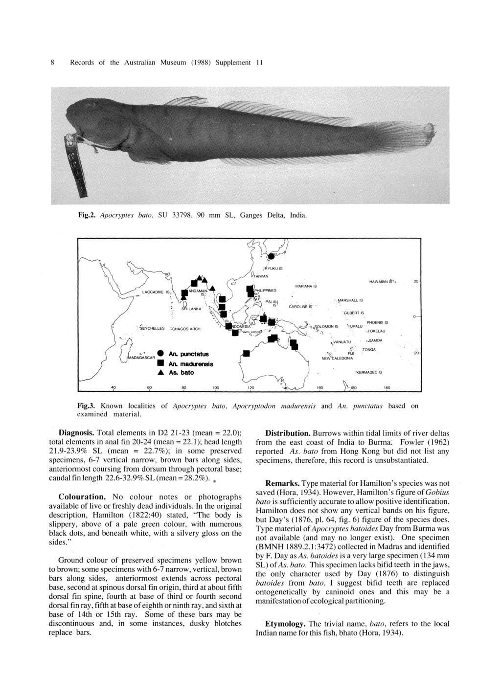 8 Records of the Australian Museum (1988) Supplement 11 Fig.2. Apocryptes bato, SU 33798, 90 mm SL, Ganges Delta, India.