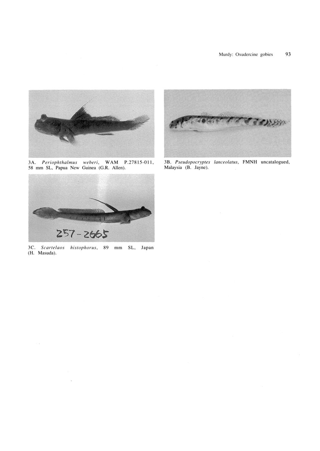 Murdy: Oxudercine gobies 93 3A. Periophthalmus weberi, WAM P.27815-011, 58 mm SL, Papua New Guinea (G.R. Alien). 3B.