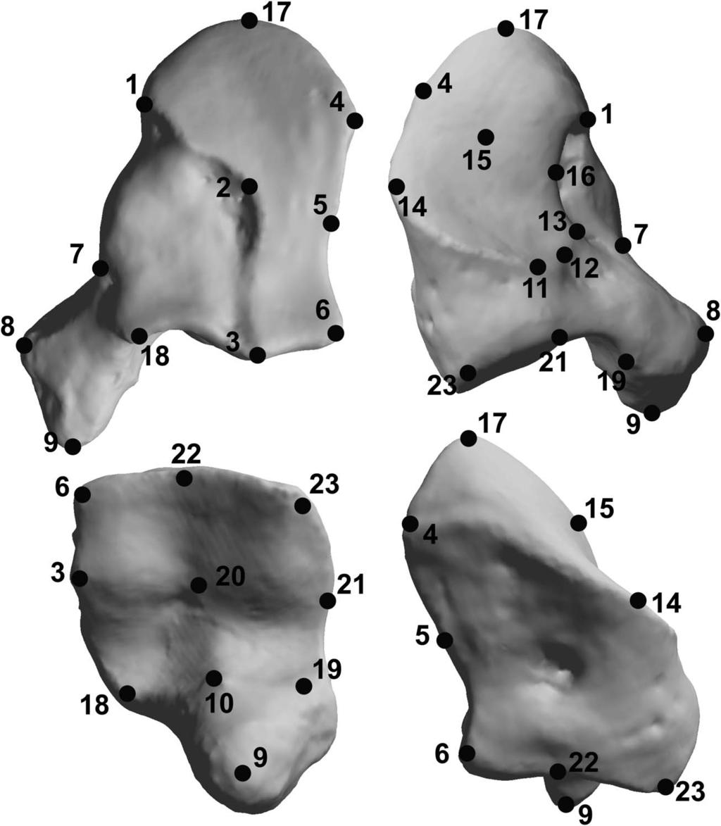 218 ALM ECIJA ET AL Fig. 3. Left hamate of Pan troglodytes illustrating the 23 surface landmarks employed in this study.