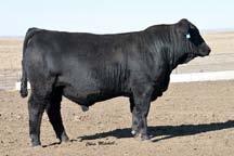 Sire DLW New Frontier 33A ET 10 1.2 71 105 27 62 9-0.34 33 0.65 0.59 85.41 D740 is a big strong heifer. She ranks in the top 10% for marbling.