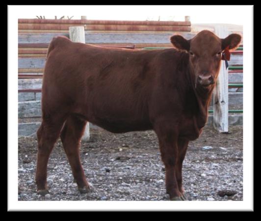 CJ&L Livestock 4 CJLL Y25 Balancer 50% AN/50% GV, Polled DOB: 3/17/2011 3 MAUD ZAHARA Z1209 CVV MR 08U Birth Weight: 80 - Adj.