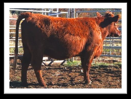 4 38 72 The daughter of an ET cow, this Atlas heifer comes from the heart of our program.