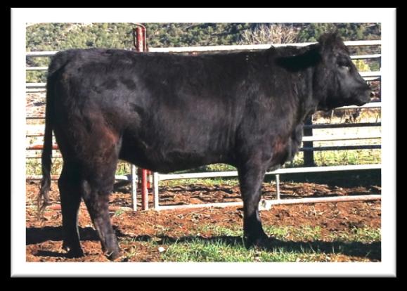 7 39 NWSS 2012 Balancer Bull Futurity Winner DLW EDISON 6718X 80 A nice heifer with a lot of growth. Out of a first calf heifer who is extremely gentle and maternal with an excellent udder.