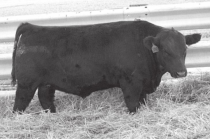 Reference 4 Mytty In Focus Son, Service Sire, Lot 4 BV Ranch Pick of Bred Heifers We have red, black, balancer and purebred. All pelvic measured over 190. Average birth weight is 80lbs.