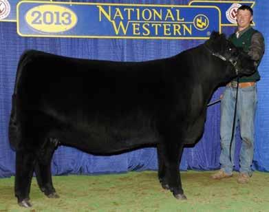Balancer Female. - He s also a paternal half brother to King James who won his division as a yearling and went back to Denver this year to become the National Champion Balancer Junior Bull.