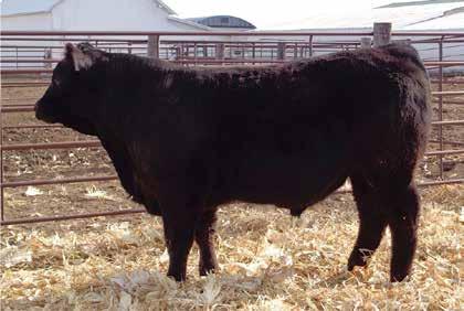 16 - We really like this Manitoba son out of a Focus dam - From a low Birth wt of 77 lbs to an adjusted Yearling wt of 1304 lbs and combines it all to scan a 14 inch Ribeye that ratios 104 - His EPDs