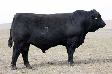 04 68.73 An AI sire we use on heifers because of his predictability for calving ease. He topped Cedar Top Ranch s bull sale in 2009.