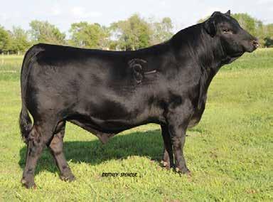 02 An AI purebred sire we use for calving ease in an awesome fault-free package. He has a very good growth spread from birth to weaning.