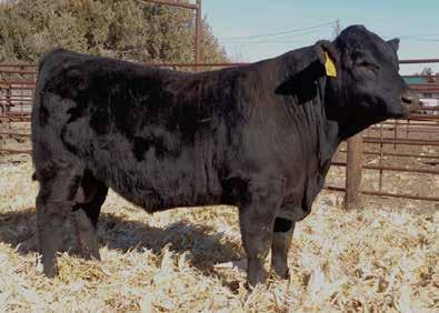 - Only 65# actual birth weight - His BW EPD is in the top 20% percentile rankings - Growth traits are above average, Marbling in the top 15% and FPI in the top 10% - The AI sire Watchman has a