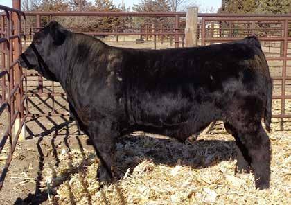 60 - A homo black and homo polled son of Good Night and out of a first calf heifer that did real well when he hit the ground - He had above average ratios for weaning wt, yearling wt and ribeye area