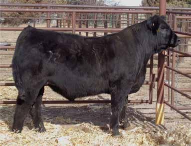 84 - Yarborough son that is probably the deepest, thickest and heaviest muscled bull in the sale - Weaning ratio of 102 and Yearling ratio of 110 - Top 10% for WW EPD and top 4% for YW EPD - His 14.