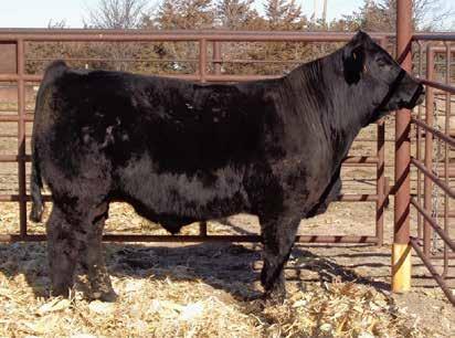 07 - Here s a RED meat wagon out of a Net Worth daughter - Weaning wt ratio of 108 and Yearling wt ratio of 109 - Above average EPDs for YW, MK, REA and MB - Above average FPI Index 75.