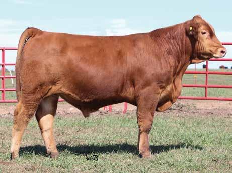 53 55 10 3 >95 >95 40 50 4 PE d 4/22/16 to 8/1/16 to Bieber Stormer Z433 Expected Due Date 5/2/17 We did not place this donor-level cow into donor production because we wanted to get three calves