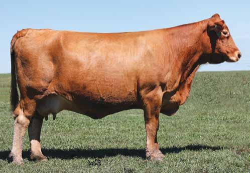 Gelbvieh Donor Family LOT 4 4 3047N PUREBRED 94 COW RED POLLED COCOA 35C LAZY TV COCOA J265 F053 HOMEBREW A042 ET 9206J 789G 3/28/2003 BEA 3047N AMGV862145 POLLED MIDNIGHT MISS KAISER 449Y 07T LAZY