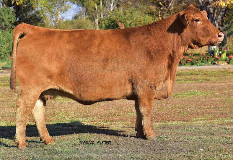 Gelbvieh Donor Family LOT 7 DOMINANCE 4280B Son of Lot 7 6236C Daughter of Lot 7 BEA 301A Sired