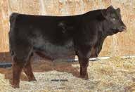 WHO ET PUREBRED 94 COW RED POLLED 2/23/2010 BEA 0001X AMGV1149224 CLAUDIA 1144J BAR GT LOUIE 2J