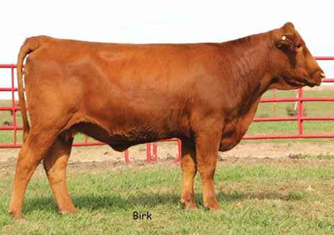 Gelbvieh Donor Family LOT 8 LOT 8A 8 BACH MS S084B ET PUREBRED 94 COW RED POLLED 801U ET BABR 101Y LCC PROSPECTOR K8043 CINDY LOU WHO ET 3/14/2014 BACH S084B AMGV1283479 TRAITMAKER 978E LCHMN COCOA
