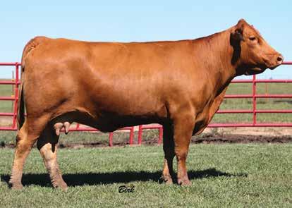 Gelbvieh Donor Family LOT 12 12 HFGC VICKIE VAIL 173Y34 PUREBRED 94 COW RED(D) POLLED HF ROSCOE 34P59 ET MS PLD HART S RUBY TABASCO J26 ET MISS VICKIE V 173R ET VICKIE VAIL 2017L ET 9/8/2011 HFGC Y34