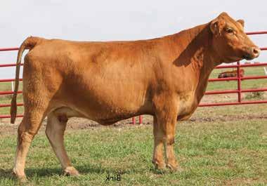 Gelbvieh Spring Pairs 18 BACH MS S083B PUREBRED 94 COW RED POLLED 3/13/2014 BACH S083B AMGV1283230 BRANDYWINE WINTHROP 957W BCC RED OSCAR 63Y BCC PARADISE CNYN 87U PLD FREE AGENT 125J3 MS BLK