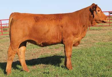 Gelbvieh Spring Pairs LOT 23A 23 MISS HOLLY 140Y11 PUREBRED 94 COW RED POLLED HF ROSCOE 34P59 ET MS PLD HART S RUBY ROLEX 151M MISS HOLLY ROLLY 401R 140 L 1/7/2011 HFGC Y11 AMGV1172266 LEACHMAN NEW