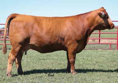 43 0.08 0.17 0.05 0.06 40 10 20 70 50 Sells Open This Bar M Sandy 232Z cow has always been a favorite BA75 Balancer cow for me.