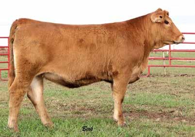 16 0.08 0.13 55 65 >95 75 90 This open heifer carries a strong pedigree of the most proven blood in the industry. Her proven purebred sire is blended perfectly with her extraordinary Red Angus dam.