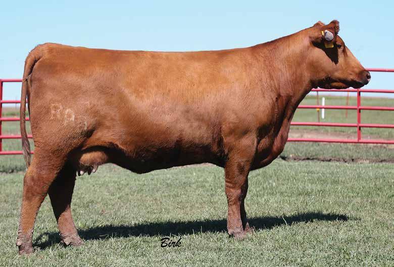 Red Angus Donor 105 BIEBER ADELLE 184B CAT: 1A COW 2/28/2014 RAB 184B 1687595 SCHULER NEBULA P707 0050X SCHULER ENDURANCE 2101Z SOR FIREFLY DYNATREND 0431X HUST CHIEF SEQUOYA R336 BIEBER ADELLE 311Y