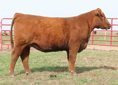 Red Angus Spring Bred Heifers LOT 110 110 BACH MS STORMER S009C CAT: 1A COW 3/6/2015 BACH S009C 1732042 LSF CYCLONE 9934W BIEBER STORMER Z433 BIEBER SUE 359X BROWN ULTIMATE X7752 PCHFRK BRIGHT